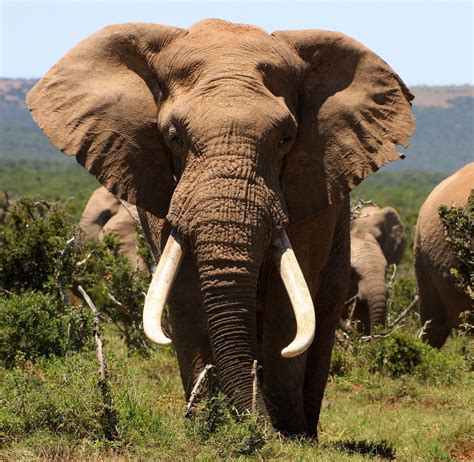 Huge Elephant With Big Tusks Elephant Pictures Animals Of The World