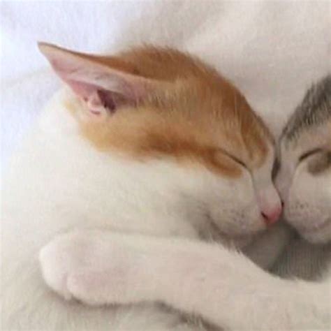 Cute Cuddling Cats Matching Profile Picture For Couple Or Friends