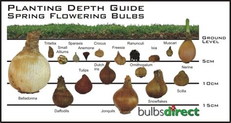 Bulbs Direct Growing Notes