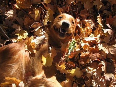 Dogs And Leaves 640 10 Dog Love Autumn Animals Dogs