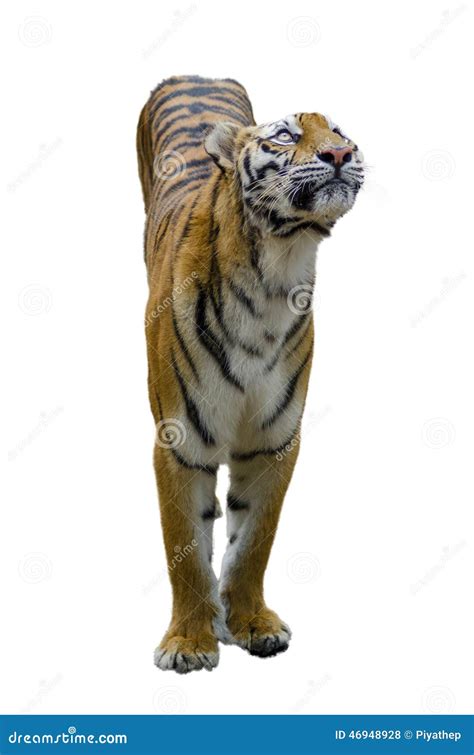 Tiger Standing Up Stock Photo Image Of Natural Wilderness 46948928
