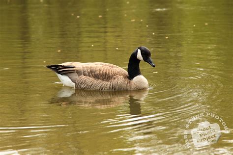 To be human is to be part of nature. Wild Goose, FREE Stock Photo: Adult Canada Goose, Royalty ...