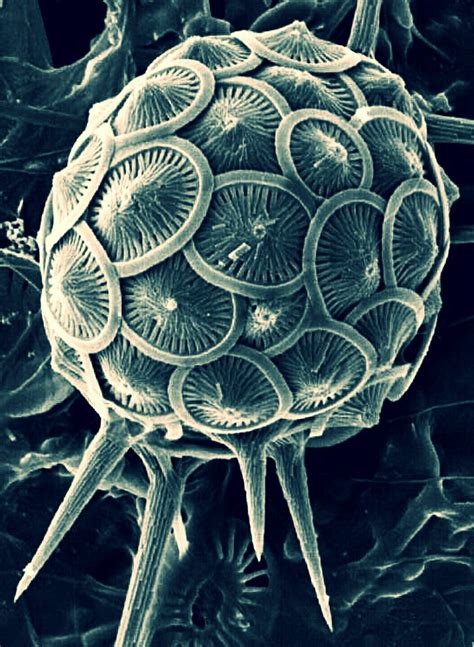Coccolithophores Are Single Celled Eukaryotic Phytoplanktons That