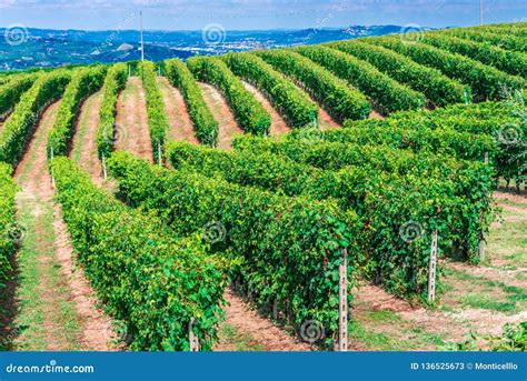 Vineyards In The Province Of Cuneo Piedmont Italy Stock Image Image