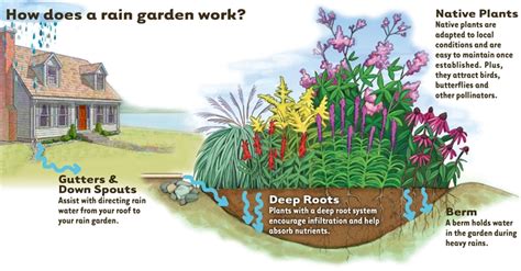 Advice flower gardening how to build a rain garden. How to Build a Rain Garden to Filter Run - Off (and keep ...
