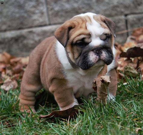 Andy - English Bulldog Puppy For Sale in Pennsylvania