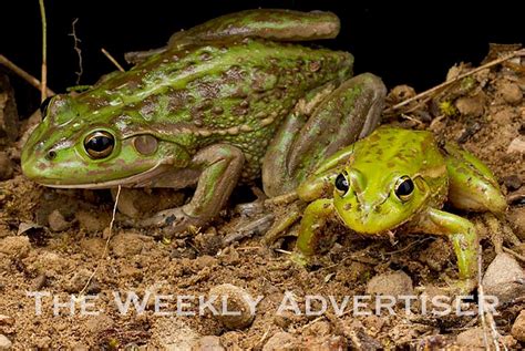 Threatened Frog Species Identified In West Wimmera The Weekly Advertiser