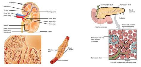 Labeled diagram of the human kidney. Kidney and Pancreas | BioSerendipity