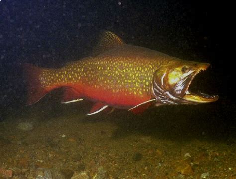 Brook Trout Ecology Harkness Laboratory Of Fisheries Research