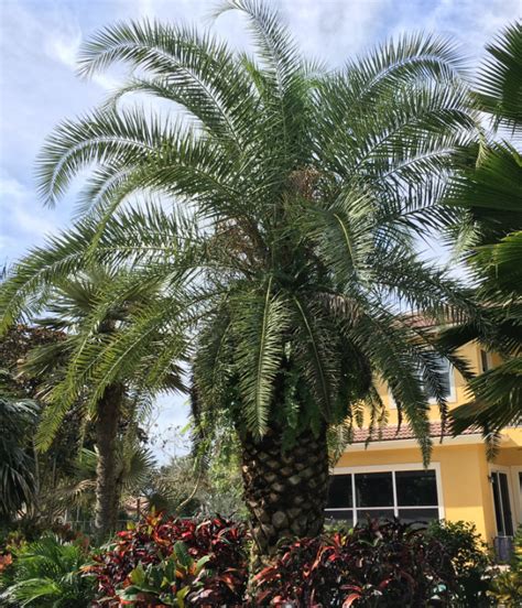 Palm Tree Doctor Diagnosis Treatment Protection Before And After
