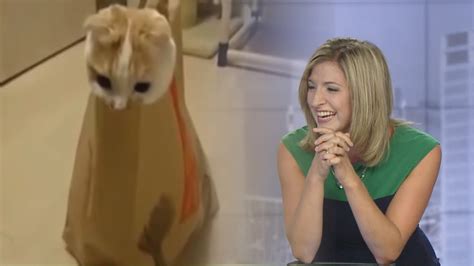 Laura Cant Stop Laughing About This Cat In Mcdonalds Bag Youtube