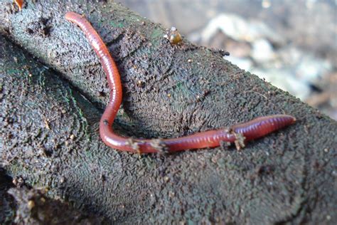 Brandling Worms Facts Diet And Habitat Information