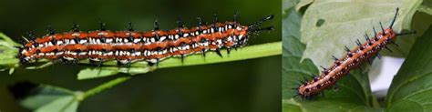 31 Weird But Common Caterpillars In Tennessee 2024 Bird Watching Hq