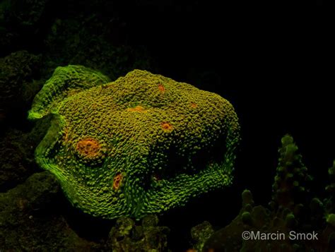 Fluorescence In Corals Photographs By Marcin Smok Photographer