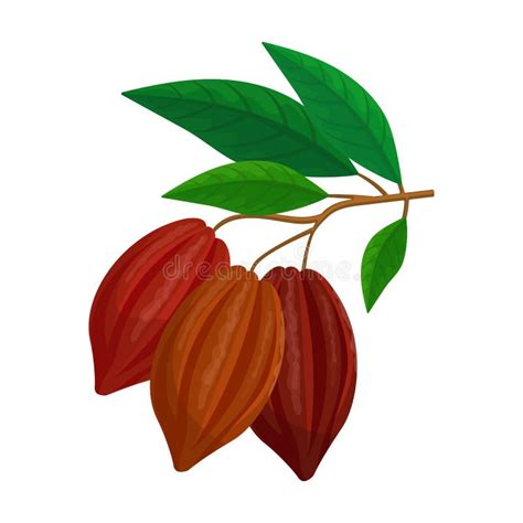 Grano De Cacao Aislado Dibujos Animados Icono Vector Ilustración Fruta