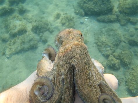 Octopus Octopus Vulgaris Underwater Closeup Elwikipedia Flickr
