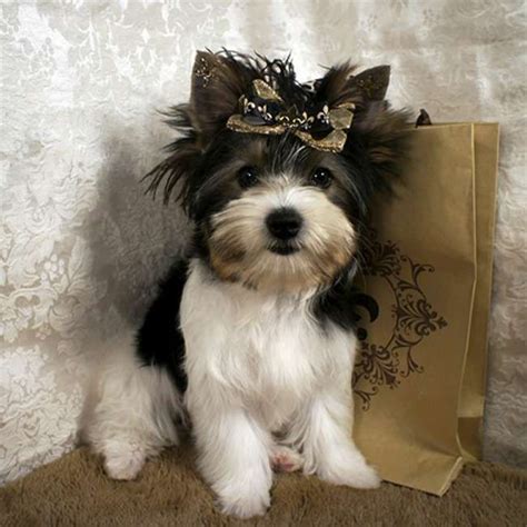 See our small dogs breeds, and get your yorkshire terrier now! Toy Parti Yorkie For Sale - Gracie Teacup Yorkies Sale ...