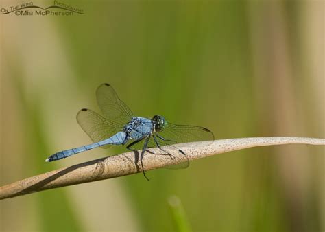 Eastern Pondhawk Male On Cattail Mia Mcphersons On The Wing Photography