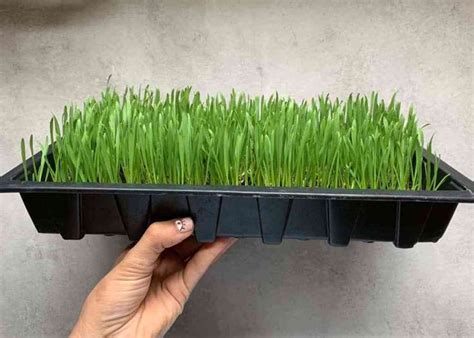 How To Grow Wheatgrass At Home With And Without Soil Growing Wheat