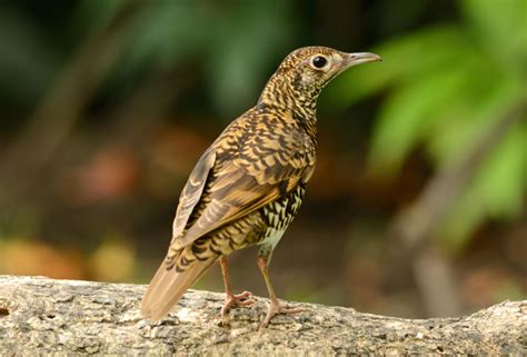 Scaly Thrush Zoothera Dauma