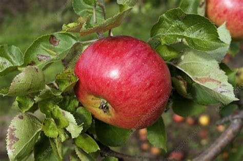 Apple Malus Sp Stock Image B7900769 Science Photo Library