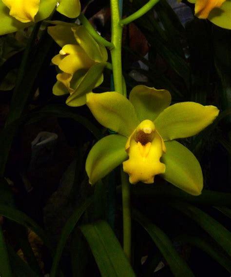 HOA PHONG LAN VIỆT VIETNAM ORCHIDS About Cymbidium Orchids Only Hoa lan Hoa đẹp Hoa