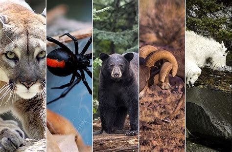 The 11 Most Dangerous Animals Of Colorado