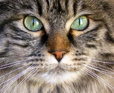 With its big eyes, those have sharp vision ability. Can Your Cat's Eyes Change Color?