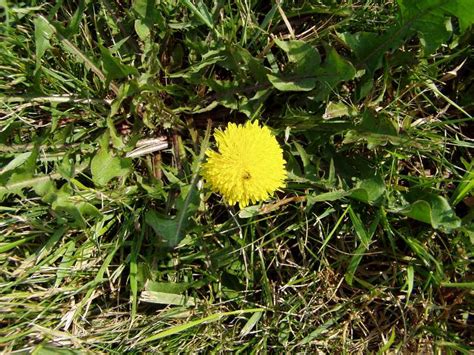 Perennial Broadleaf Weeds In Lawns