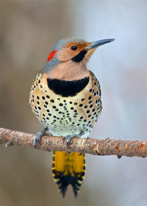 Northern Flicker One Of My Favorite Birds Conquer The Starlings You