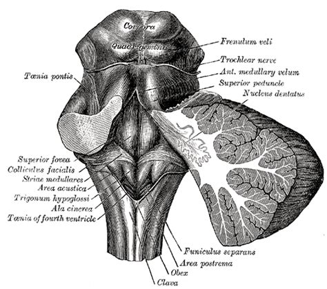 Fourth Ventricle Wikidoc