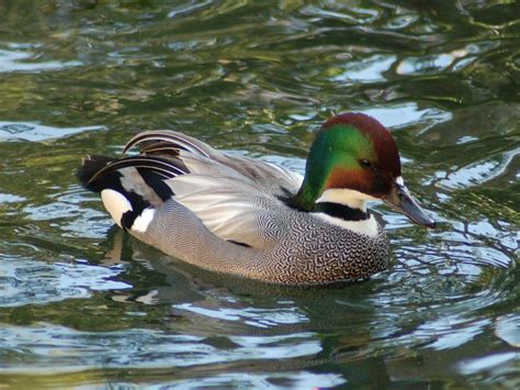 The Online Zoo Falcated Duck