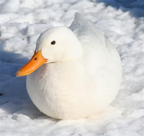 Free delivery and returns on ebay plus items for plus members. 177 best My Pet Ducks images on Pinterest | Pet ducks ...