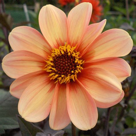 First love (1941 film), an italian film by carmine gallone. Dahlia 'HS First Love' - Rose Cottage Plants