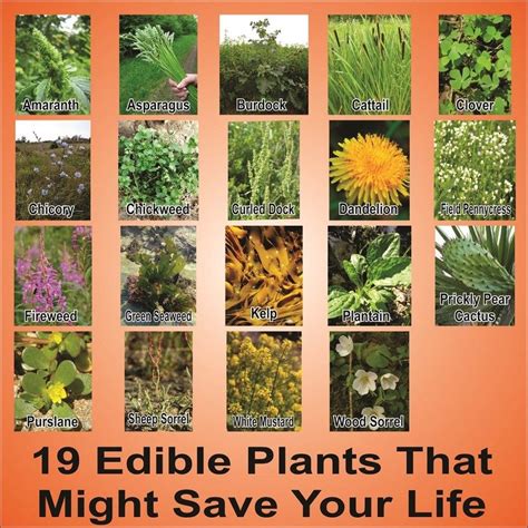 Wild Plants You Can Eat A List Of Edible Wild Plants