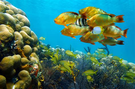 Seaaeyaey Seabed Fish Coral Underwater Tropical Wallpapers Hd