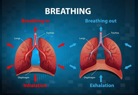 The Process Of Breathing Explained 2676868 Vector Art At Vecteezy