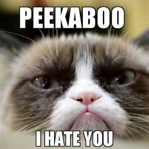 Grumpy Cat Grumpy Cat Quotes Funny Grumpy Cat Memes Funny Animal
