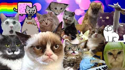 What Famous Internet Cat Are You Quiz