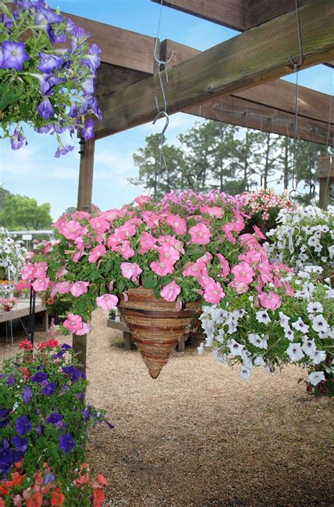 Find a nearby mcdonald's and get information on restaurant hours, services and more. Blooming hanging baskets cascading with petunias! | Spring ...