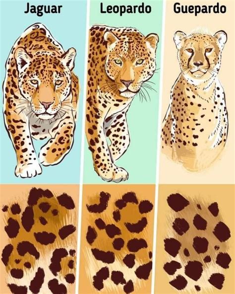 Cómo diferenciar a felinos de México como el jaguar y leopardo con un