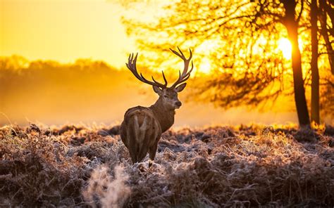 Nature Winter Animals Deer Sunlight Wallpapers Hd Desktop And
