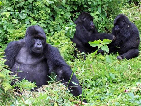 Coronavirus Sharp Rise In Poaching Of Africas Mountain Gorillas As