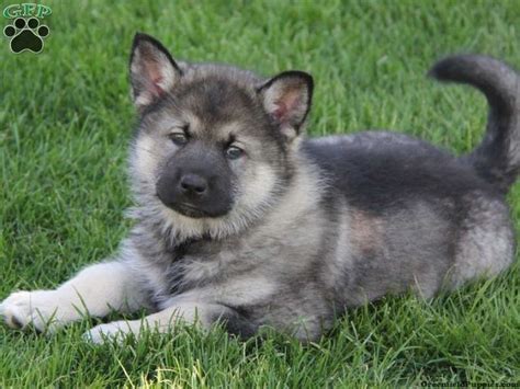 Maybe you would like to learn more about one of these? I want this puppy soo bad!! Half Shepherd Half Husky 💕 ...
