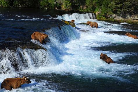 Watch The Katmai National Park Bear Cam Is Live For Summer 2019