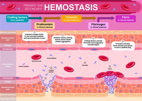 Ppt Pathophysiology Of Primary And Secondary Hemostasis Fibrinolysis