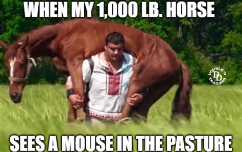 11 Most Loved Horse Memes By Double D Trailers
