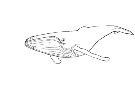 Whale Images Drawings At Explore Collection Of
