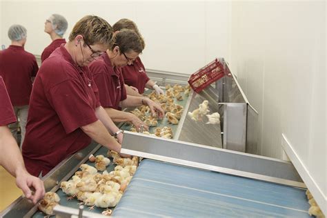 Germany To Ban Culling Of Day Old Male Chicks Next Year Poultry World