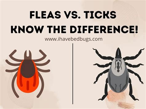 Fleas Vs Ticks Know The Difference Ihavebedbugs Com